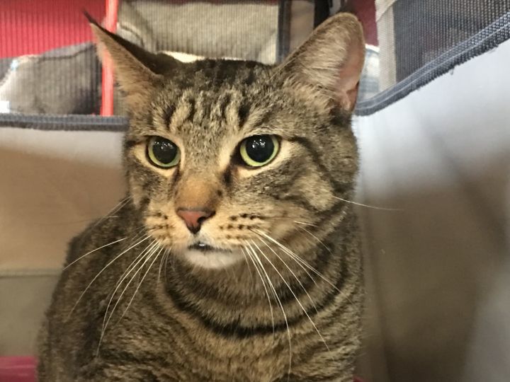 Handsome Dan